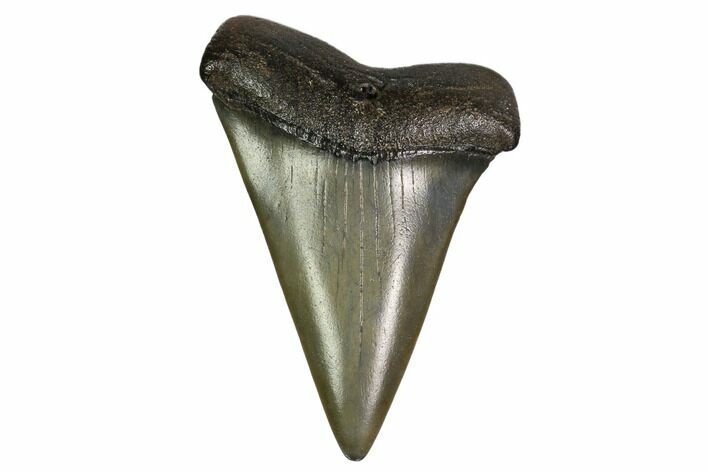Fossil Mako Shark Tooth - Georgia #158766